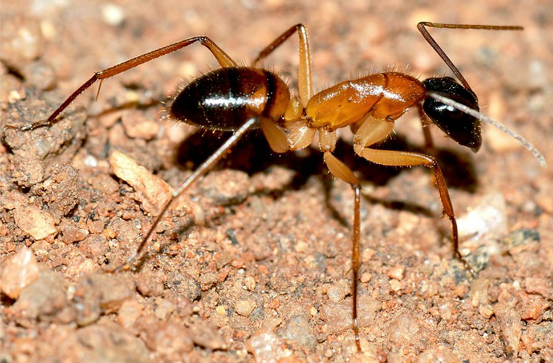 ant