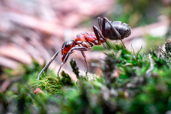 How Many Legs Do Ants Have?