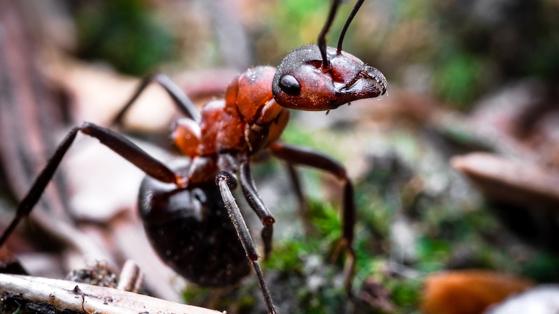 Ant