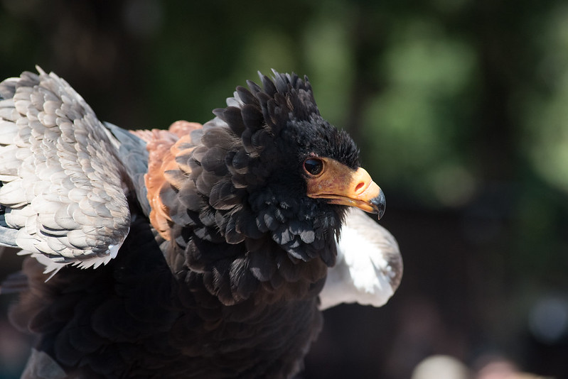 The Bateleur Eagle