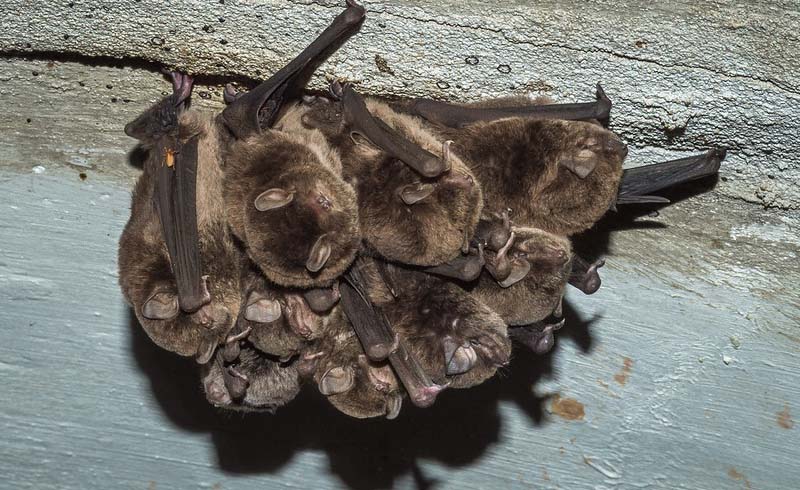 How do Bats Sleep?