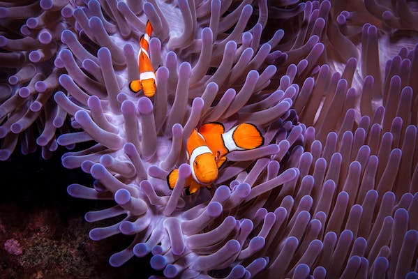 Clownfish