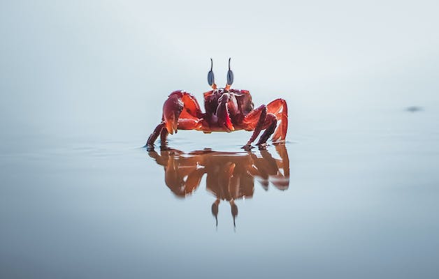 crab