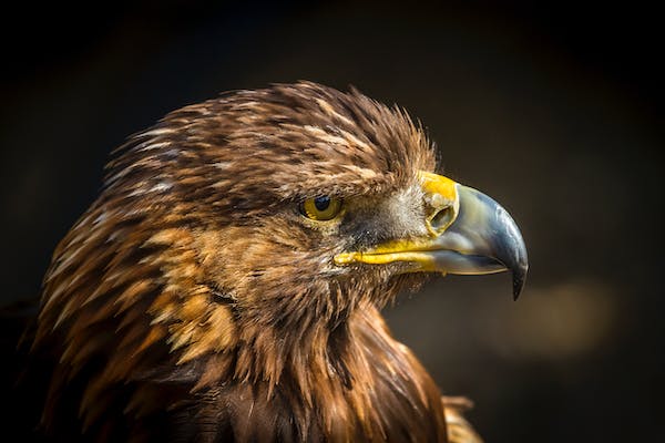 Eastern imperial eagle