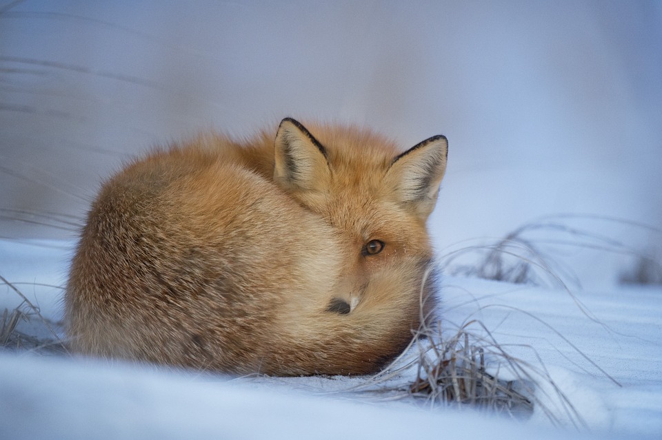 Fox