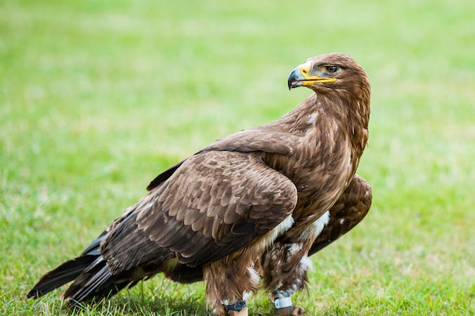 Golden Eagle