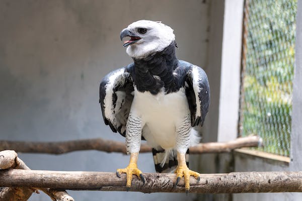 Harpy Eagle