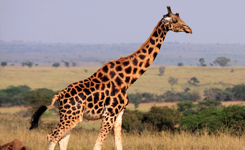 How Tall are Giraffes?