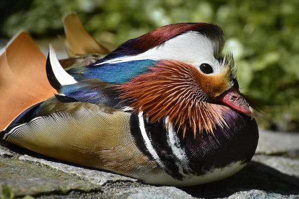 Mandarin duck