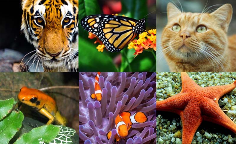 Oranges and Wilds: 13 species of amazing animals