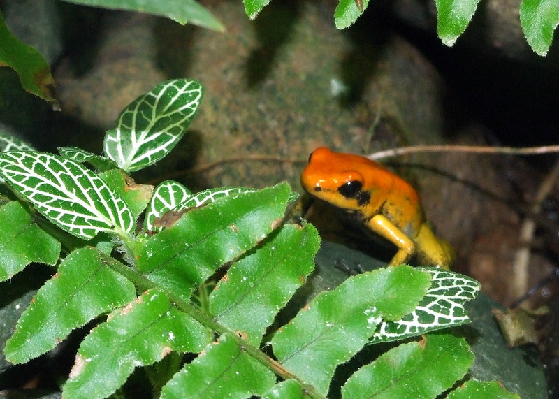 Orange frog