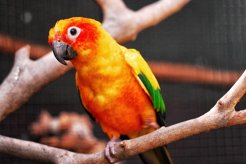 Orange parrot