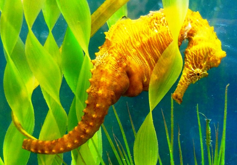 Orange seahorse