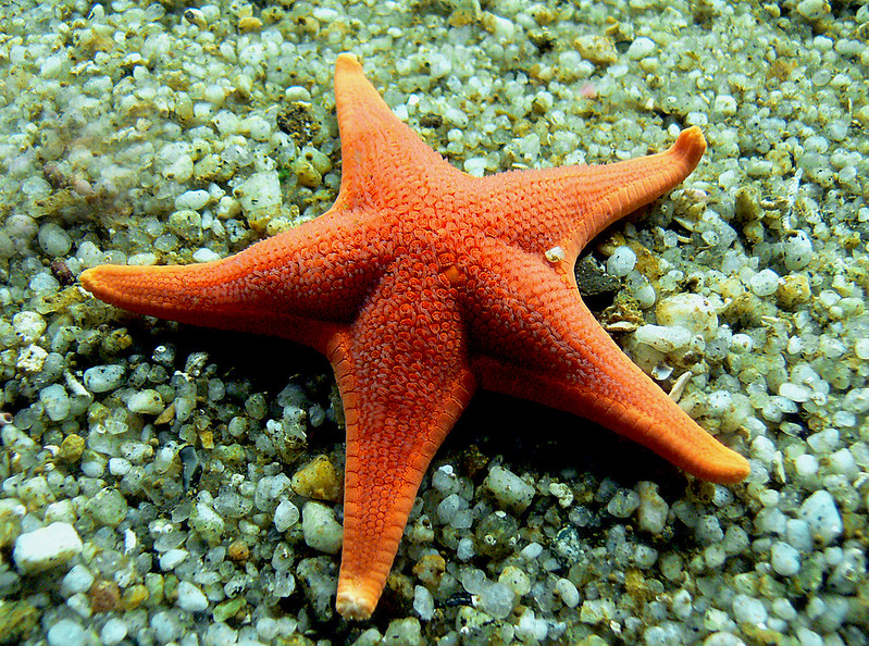 Orange starfish