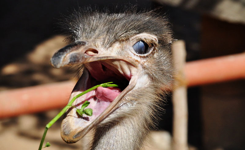 What does Ostriches Eat?