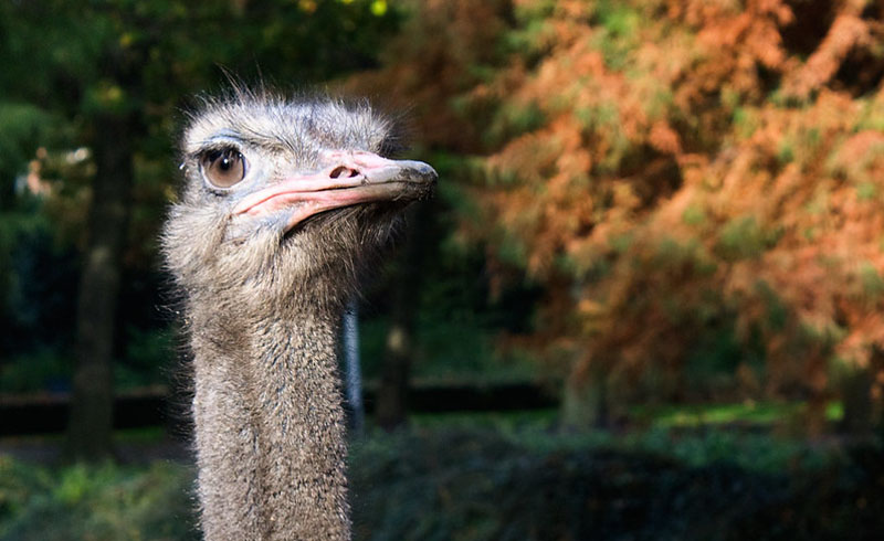 Ostrich