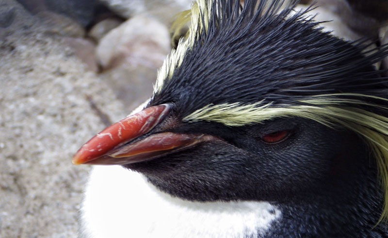 Do Penguins Have Feathers?