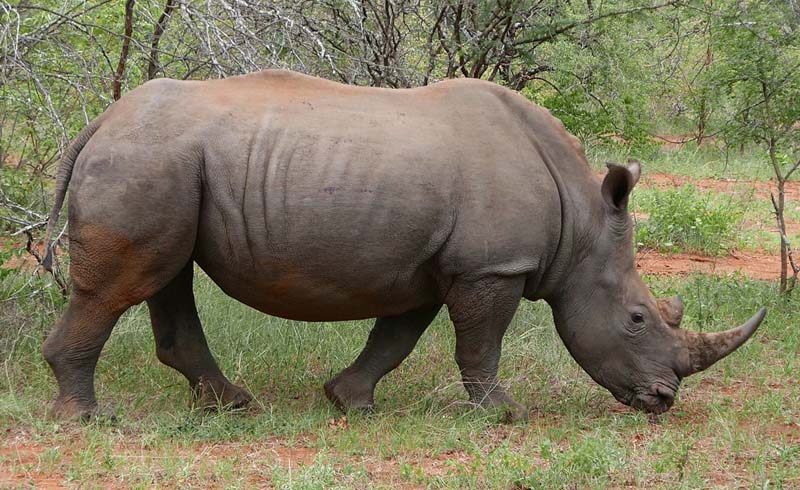 Species of Rhinos