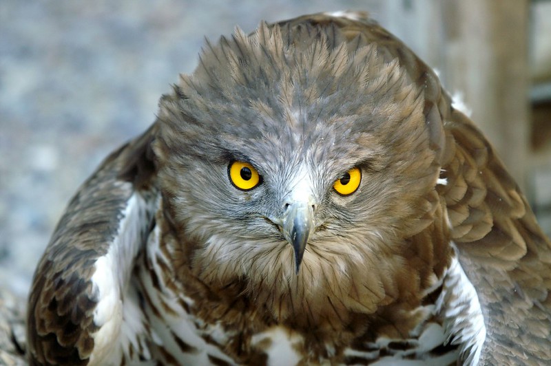 Short-toed snake eagle