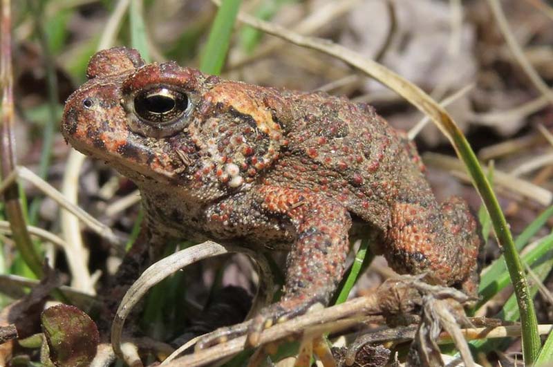 Where do Toads Live?