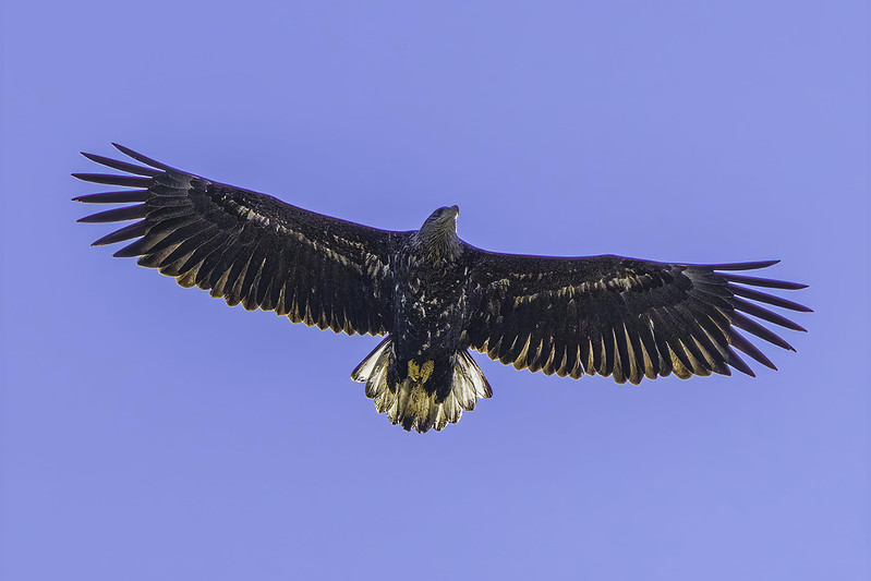 White-tailed Eagle