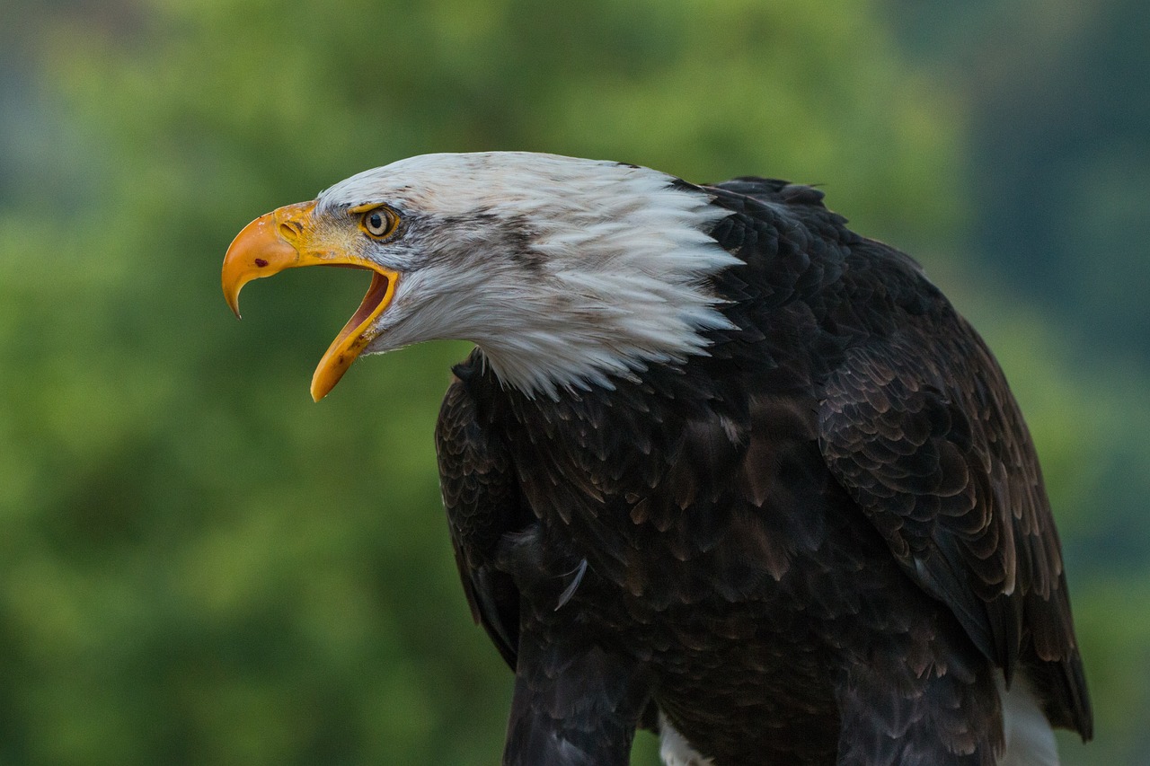 9 Tipos de Águila. Información y FOTOS