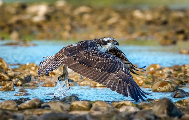 Águila pescadora