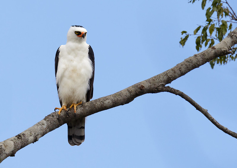 El águila viuda