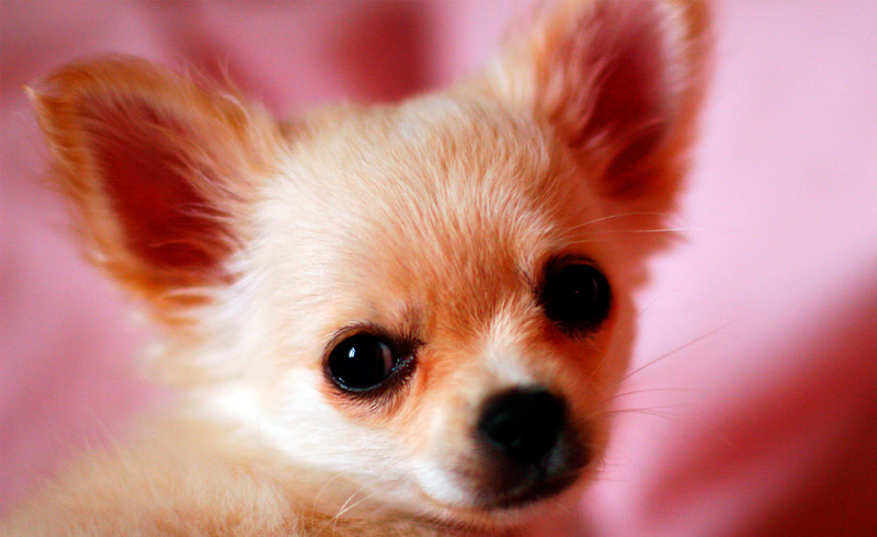 ¿Cuánto viven los Chihuahuas?