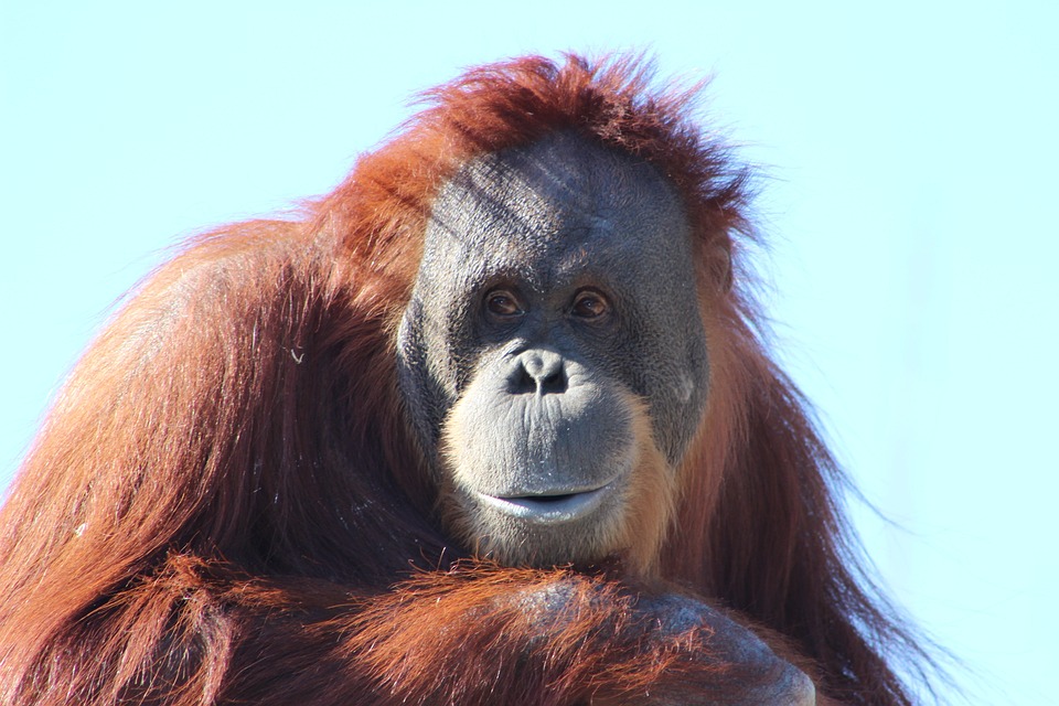 orangutan