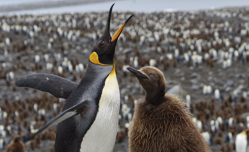 ¿Cuánto Viven los Pingüinos?