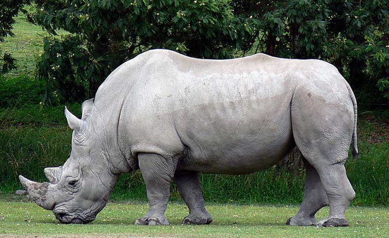 White Rhinoceros