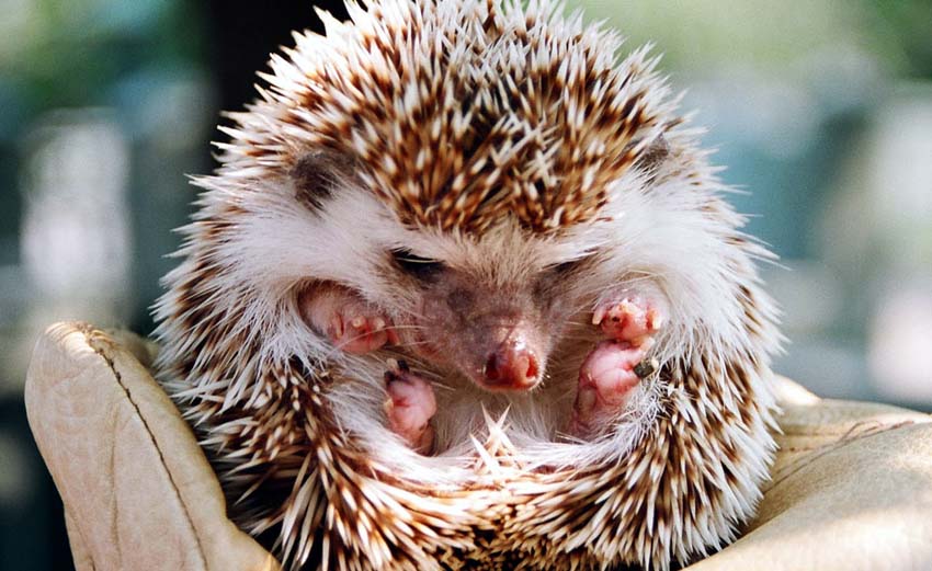 How Long Do Hedgehogs Live?