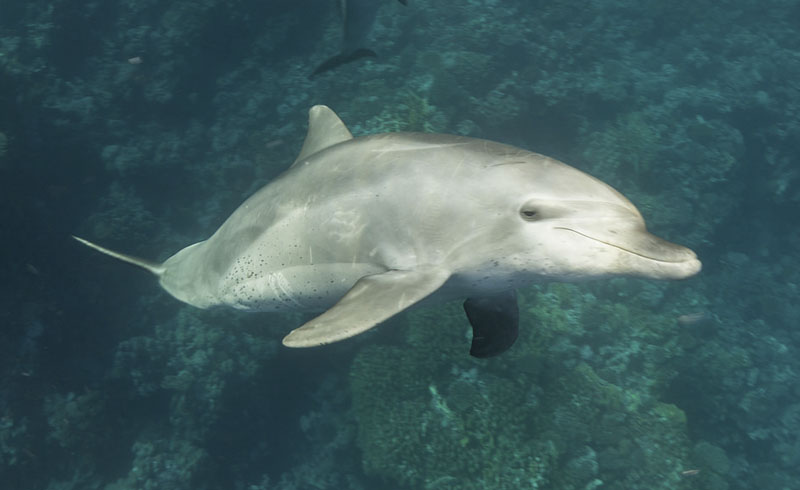 ¿Dónde Viven Los Delfines?