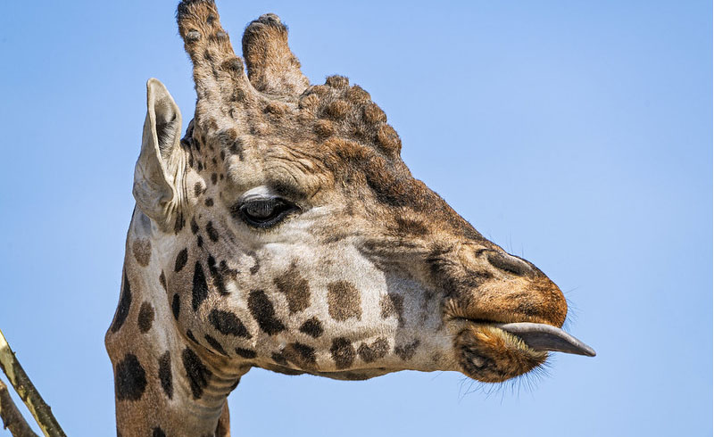 The Giraffe's Tongue