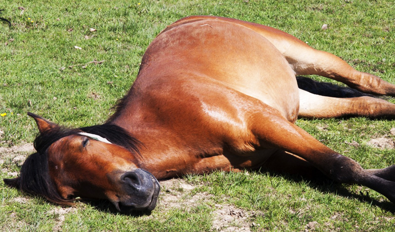 ¿Cómo Duermen Los Caballos?