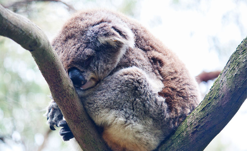 Cuánto duerme un koala?