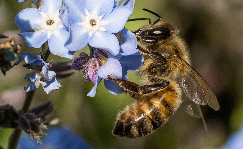 ¿Cuántas patas tiene una abeja?