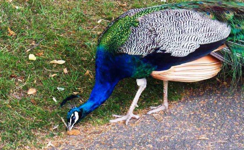 What Do Peacocks Eat?